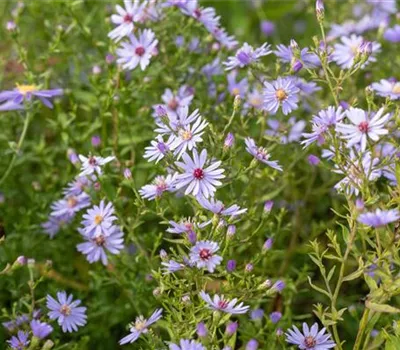Aster cordifolius 'Ideal'
