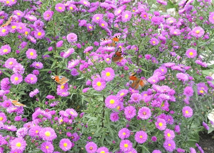 Aster novae-angliae 'Purple Dome'