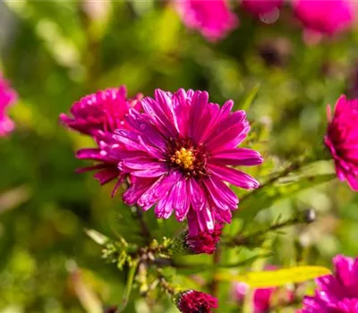 Aster novi-belgii 'Crimson Brocade'