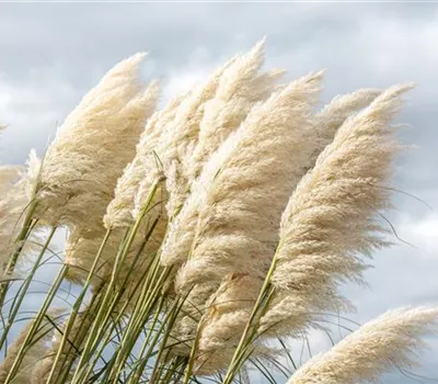 Cortaderia selloana 'Sunningdale Silver'