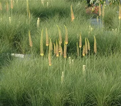 Eremurus x isabellinus 'Cleopatra'