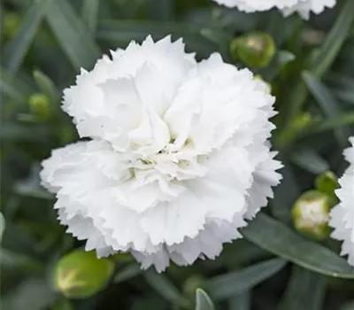 Dianthus plumarius 'Albus Plenus' Dianthus plumarius 'Albus Plenus'