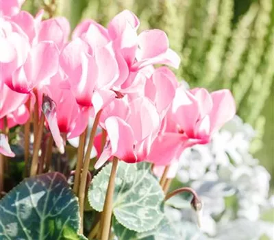 Cyclamen hederifolium 'Rosenteppich'