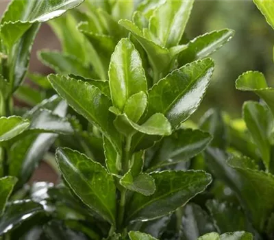 Euonymus fortunei 'Vegetus' Euonymus fortunei 'Vegetus'