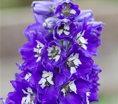 Delphinium x elatum 'Lanzenträger'