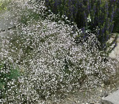 Gypsophila paniculata 'Schneeflocke' Gypsophila paniculata 'Schneeflocke'