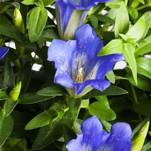 Gentiana acaulis