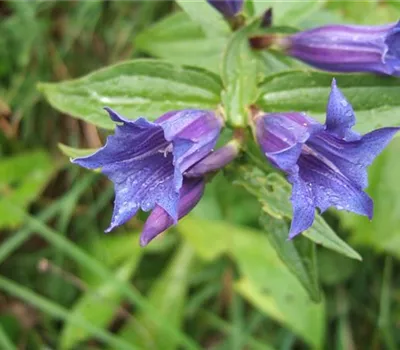 Gentiana septemfida var.lagodechiana Gentiana septemfida var.lagodechiana