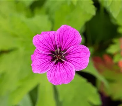 Geranium palustre Geranium palustre