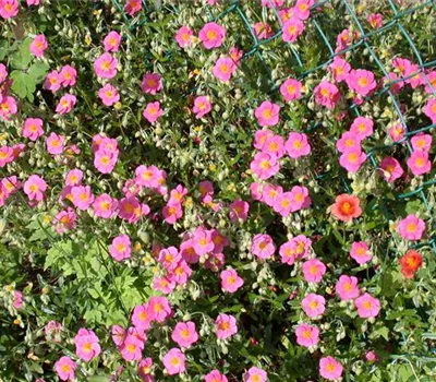 Helianthemum x cult.'Lawrensons Pink'