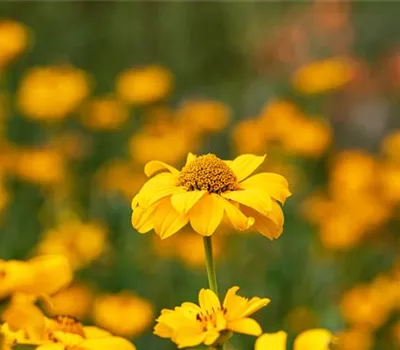 Heliopsis scabra 'Sommersonne', gen. Heliopsis scabra 'Sommersonne', gen.