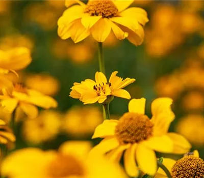 Heliopsis scabra 'Spitzentänzerin'