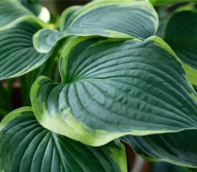 Hosta sieboldiana 'Frances Williams' Hosta sieboldiana 'Frances Williams'