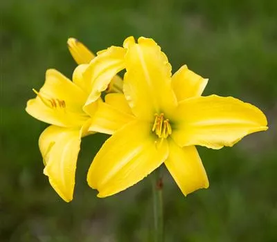 Hemerocallis x cult.'Corky'