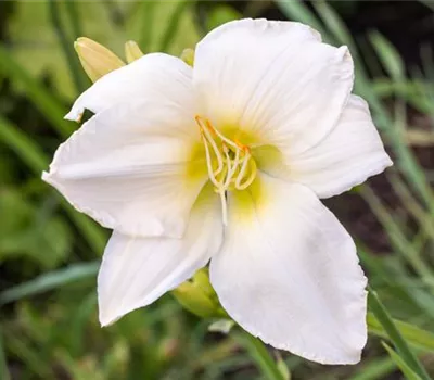 Hemerocallis x cult.'White Temptation'