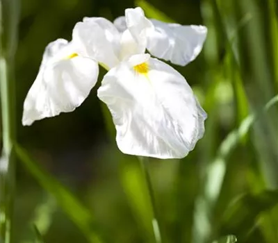 Iris ensata 'Diamant'