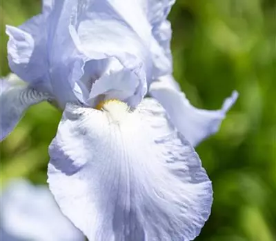Iris x barb.-nana 'Blue Denim'