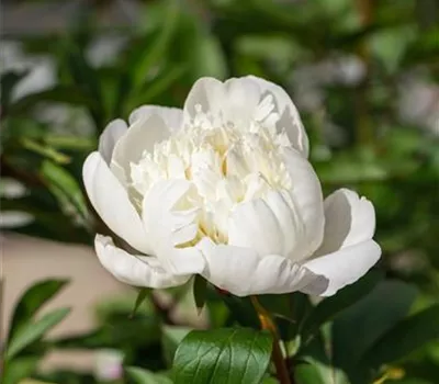 Paeonia officinalis 'Alba Plena'