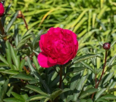 Paeonia officinalis 'Rubra Plena' Paeonia officinalis 'Rubra Plena'