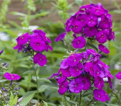 Phlox paniculata 'Düsterlohe'
