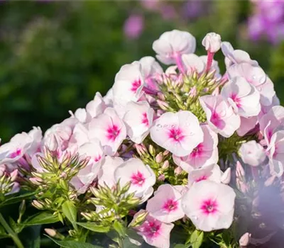 Phlox subulata 'Amazing Grace'