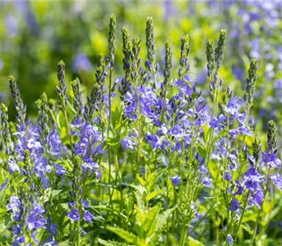 Veronica teucrium 'Knallblau'