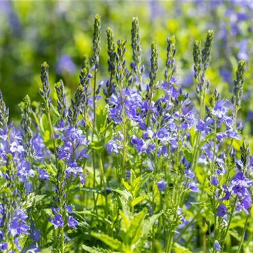 Veronica teucrium 'Knallblau'