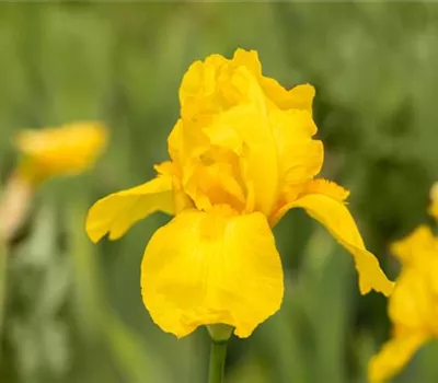 Iris x barb.-elat.'Ola Kala'