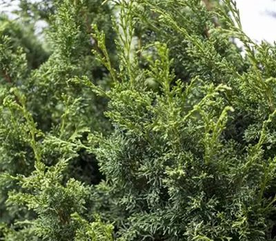 Juniperus chin.'Keteleeri' Juniperus chin.'Keteleeri'