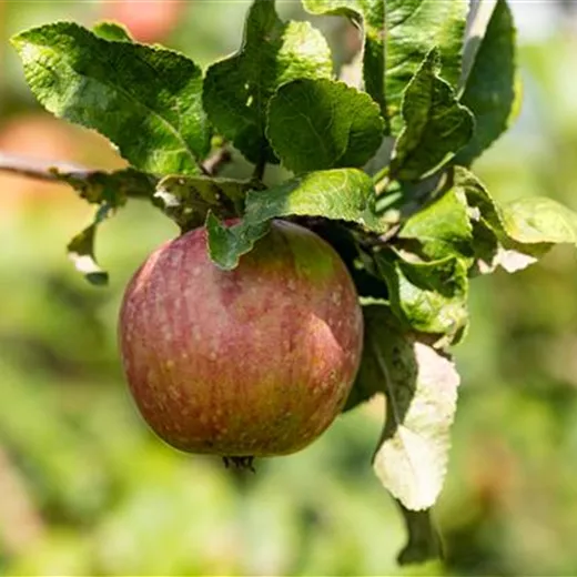 Malus 'Gewürzluikenapfel' CAC Malus 'Gewürzluikenapfel' CAC