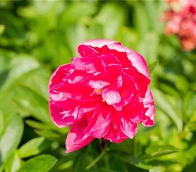 Paeonia officinalis 'Rosea Plena' Paeonia officinalis 'Rosea Plena'