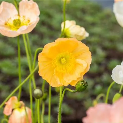 Papaver nudicaule 'Gartenzwerg'
