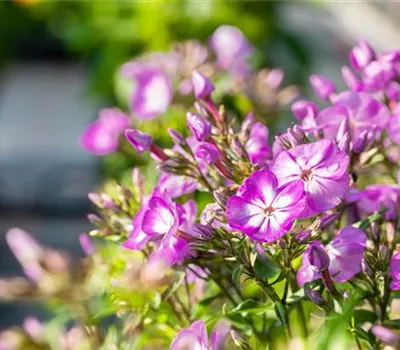 Phlox paniculata 'Uspech'