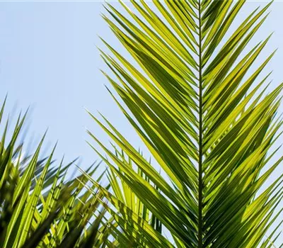 Phoenix canariensis