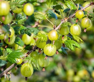 Ribes uvacrispa "Tatjana" grün, fast stachellos