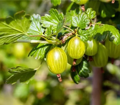 Ribes uva-crispa 'Hinnonmäki gelb' CAC Ribes uva-crispa 'Hinnonmäki gelb' CAC