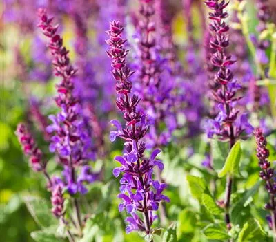 Salvia nemorosa 'Blaukönigin' Salvia nemorosa 'Blaukönigin'