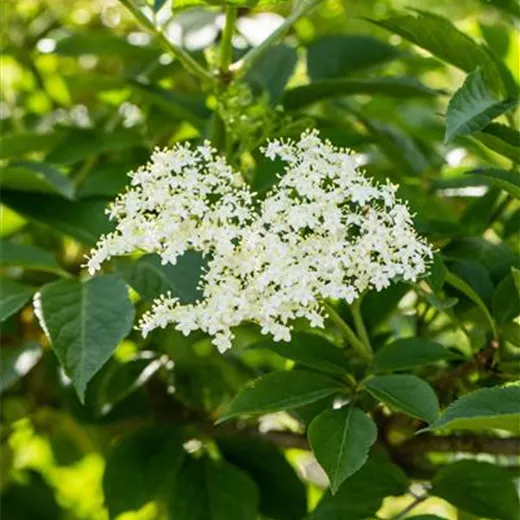 Sambucus nigra