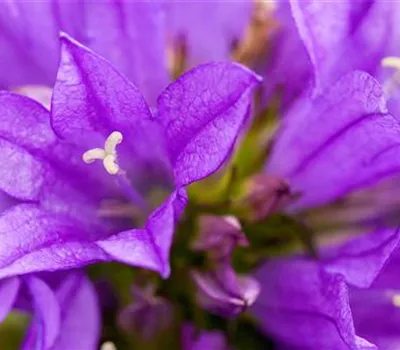 Knäuel Glockenblume - Einpflanzen im Garten