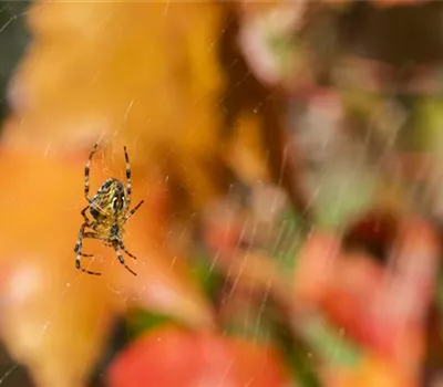 Spinne, Schnecke und Co. schützen: Laubsauger vermeiden Spinne, Schnecke und Co. schützen: Laubsauger vermeiden