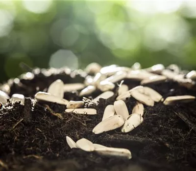 Sämereien richtig gewinnen Sämereien richtig gewinnen