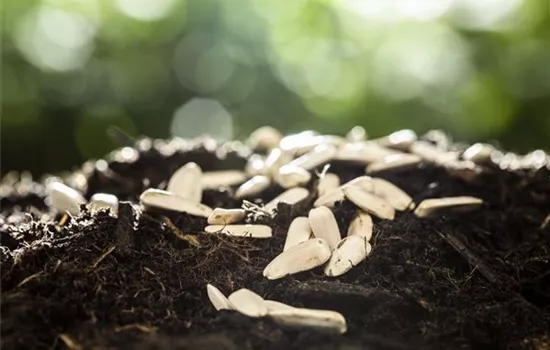 Sämereien richtig gewinnen Sämereien richtig gewinnen