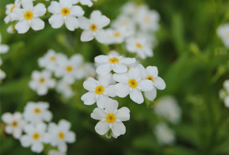 Myosotis scorpioides 'Alba' Myosotis scorpioides 'Alba'
