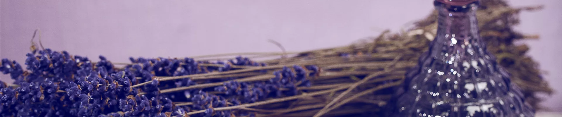 Lavandula angustifolia Lavandula angustifolia