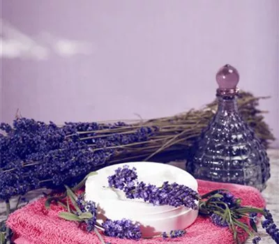 Lavendel, seine vielseitige Anwendung und Pflegehinweise Lavendel, seine vielseitige Anwendung und Pflegehinweise