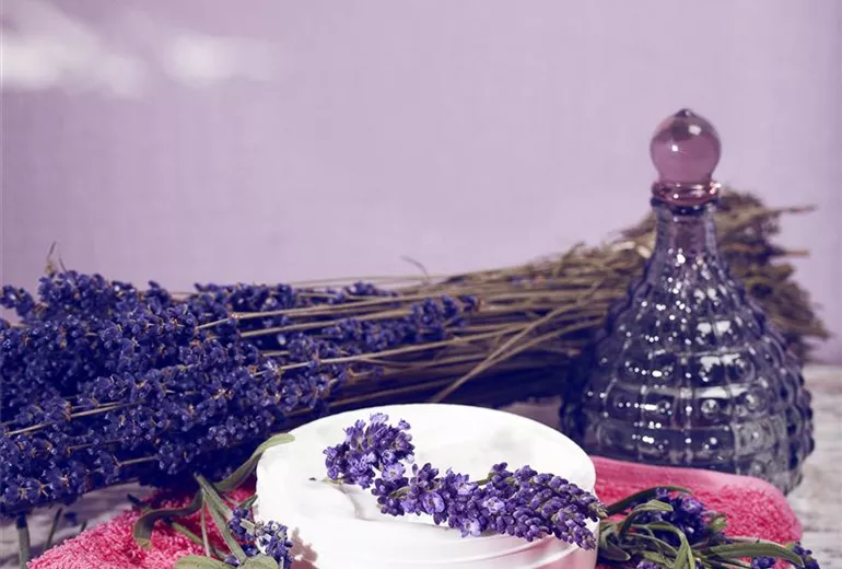 Lavandula angustifolia Lavandula angustifolia