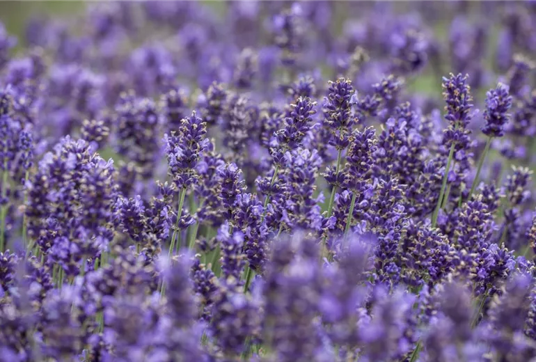 Lavandula angustifolia Lavandula angustifolia