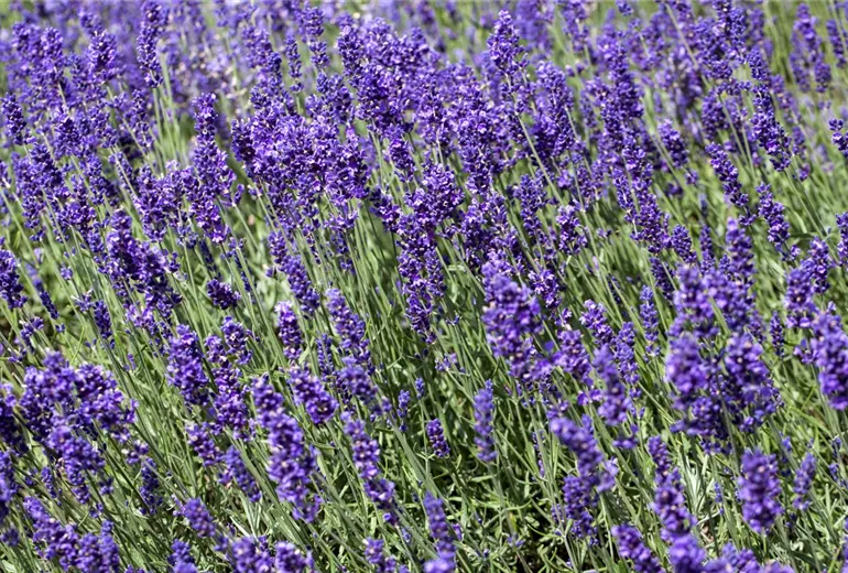 Lavandula angustifolia Lavandula angustifolia