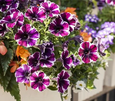 Verwelkte Blüten entfernen Verwelkte Blüten entfernen