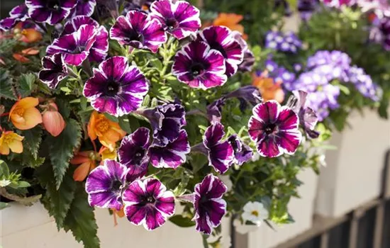 Verwelkte Blüten entfernen Verwelkte Blüten entfernen